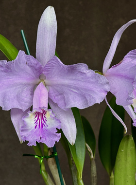 同色路德卡特兰C.lueddemanniana.var.concolor.