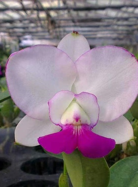 半白复轮走路人卡特兰C.walkeriana var semi alba 