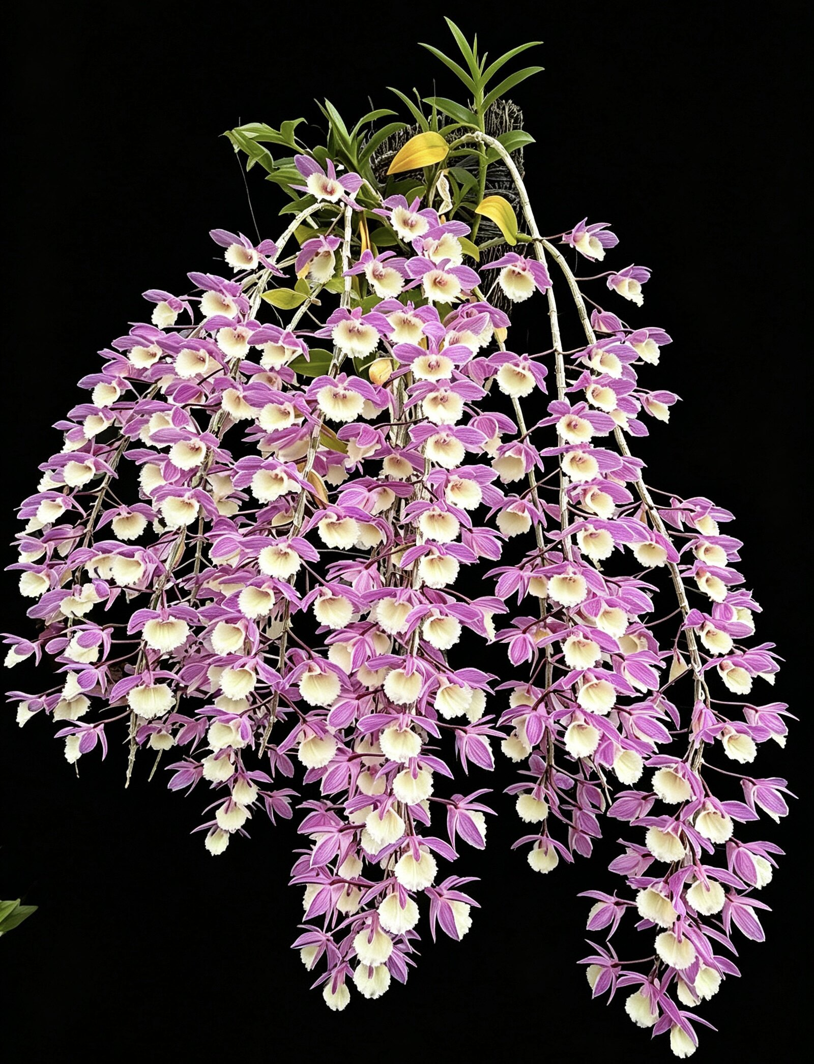 天宫石斛兰 兜唇石斛盆栽兰苗室内阳台庭院吊兰花绿植花卉