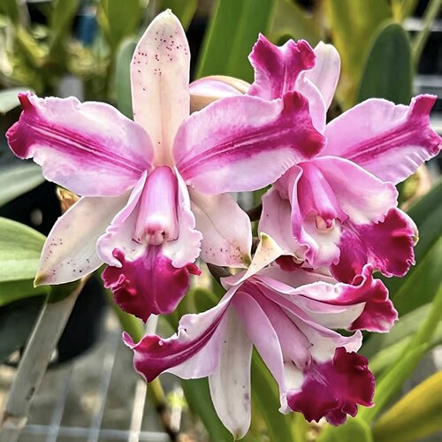酒红插脚英特卡特兰C.intermedia f.vinicolor-trilabelo多花洋兰