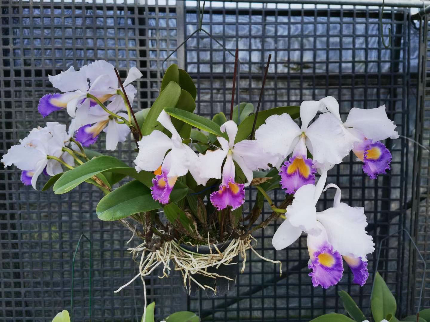 特里蓝月亮开花株原种卡特兰C. trianaei var.coerulea Blue Moon