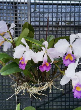 特里蓝月亮开花株原种卡特兰C. trianaei var.coerulea Blue Moon