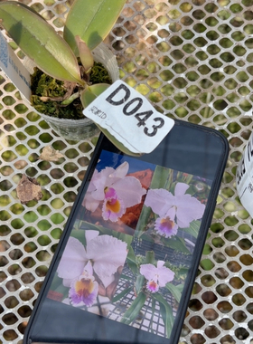 D043舒罗大力神交月光