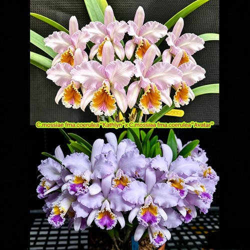 723蓝莫西卡特兰C.mossiae coerulea凯瑟琳交阿凡达大花浓香洋兰