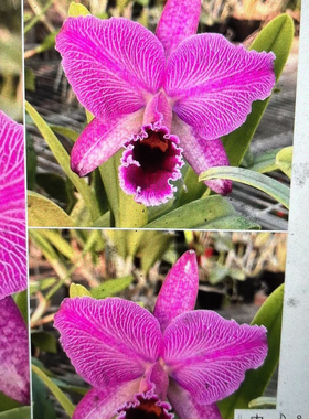 深红网纹帕西卡特兰实生苗C.parcjvaliana fma. marmolada'x sib