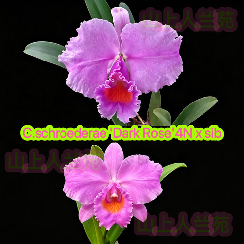 舒罗黑玫瑰卡特兰C.Schroederae 