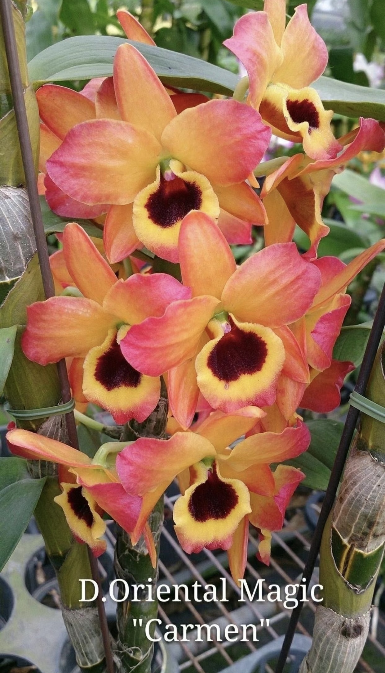 春石斛东方微笑卡门Den.Oriental Magic