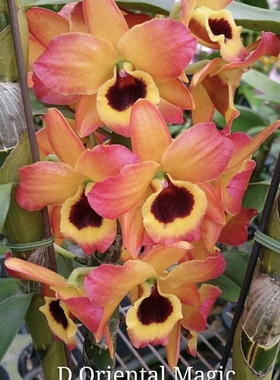 春石斛东方微笑卡门Den.Oriental Magic