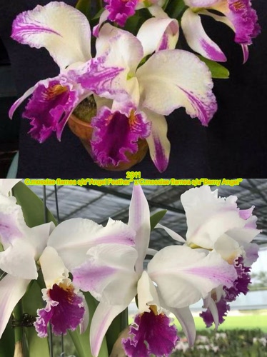 2311半白五插角莫西卡特兰C.mossiae flamea s/a大花浓香洋兰花卉