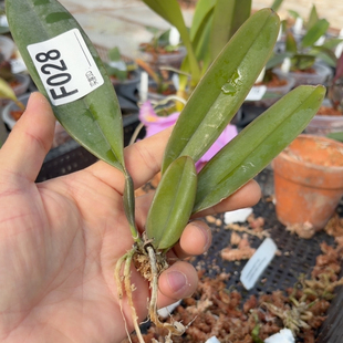 F028樱花宝石交阿修罗