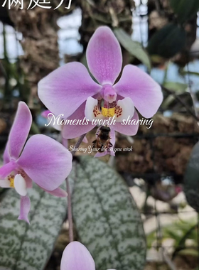 银叶西蕾丽  满庭芳蝴蝶兰陈十三蝴蝶兰Phal.schilleriana玫瑰香