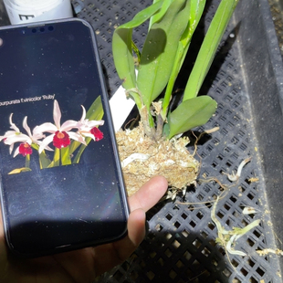 E544酒红婆婆红宝石