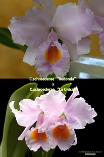 舒罗卡特兰大花浓香洋兰花卉盆栽