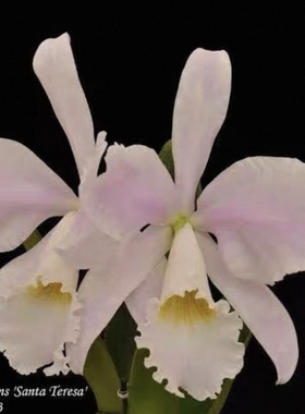 同色瓦涅里  卡特兰C.warneri var.suave 'Santa tereza' OG大花