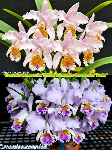 723蓝莫西卡特兰C.mossiae coerulea凯瑟琳交阿凡达大花浓香洋兰