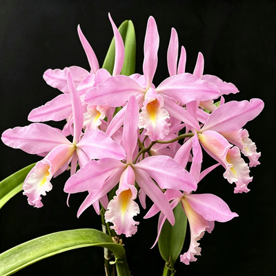 同色马克西马原种卡特兰C. maxima concolor ‘Gnomos’ (Div)OG