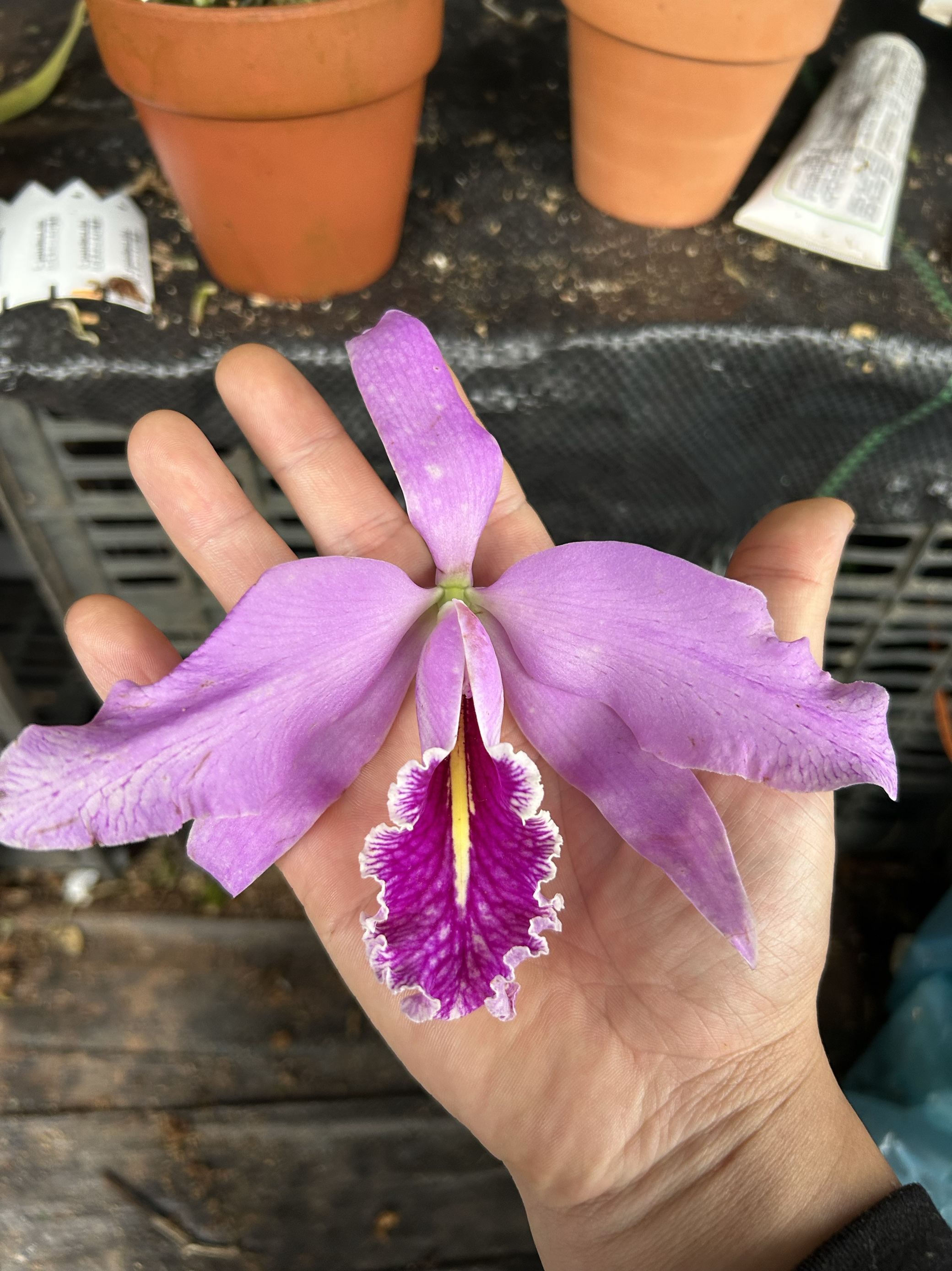 马克西马厄瓜多尔山木 卡特兰C.Maxima.