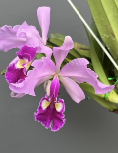 桑德瓦塞维奇  卡特兰C.warscewiczii sanderiana大花浓香洋兰
