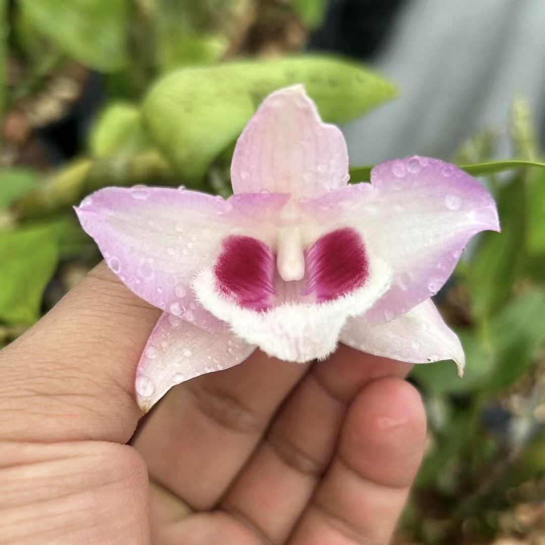 猫眼石斛  粉色猫眼石斛兰苗附生洋吊兰花卉绿植盆栽