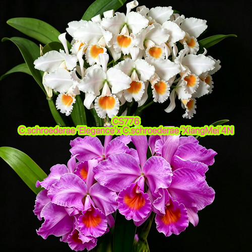 CS776舒罗卡特兰C.schroederae（Elegance x XiangMei）大花洋兰