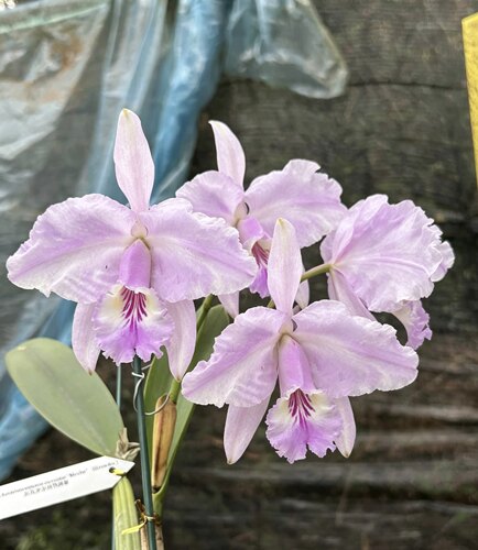 同色路德卡特兰C.lueddemanniana concolor“Mocha”（Ecuador）
