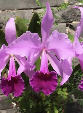 红色杰玛尼  卡特兰C.jenmanii f.rosea‘Elizabeth’OG伊丽莎白
