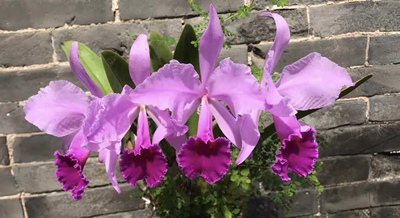 红色杰玛尼  卡特兰C.jenmanii f.rosea‘Elizabeth’OG伊丽莎白