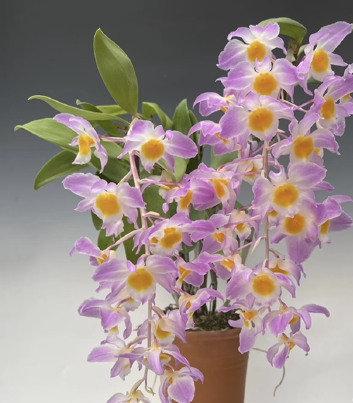 红灯笼石斛Dendrobium haworthii.Lavender红花灯笼石斛兰苗花卉