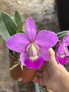 红色走路人  卡特兰C.Walkeriana.34#OG株大花卡特兰