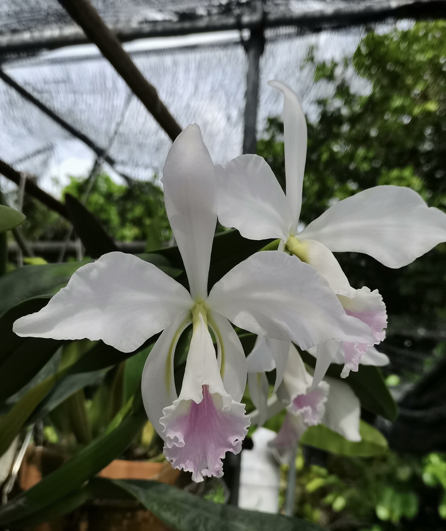 柔色杰半白玛尼卡特兰C.jenmanii fma semi-alba rosada 