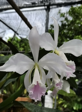 柔色杰半白玛尼卡特兰C.jenmanii fma semi-alba rosada 