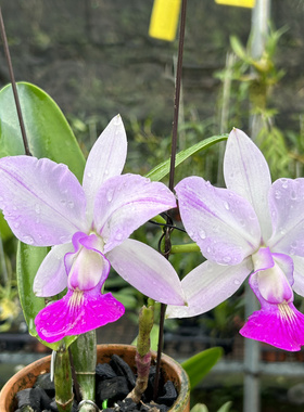 插角走路人卡特兰C.walkeriana.fma.Var.perola.'Swordsman'NO3.