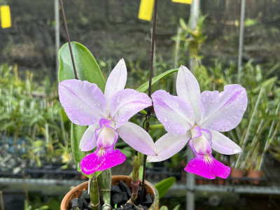 插角走路人卡特兰C.walkeriana.fma.Var.perola.'Swordsman'NO3.