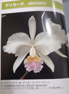 路德 卡特兰C.lueddemanniana delicata'Aguacerito'HCC/JOS(JP）