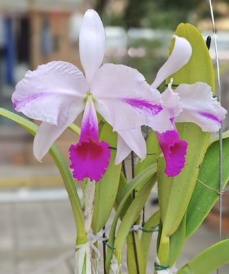 插角特里  卡特兰C.trianaei fma splash 'Despedir'大花洋吊兰花