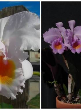 舒罗卡特兰C.schroederae 'Rana Avis' × 'Fabiano Extra'洋兰