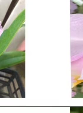 卡特兰舒罗C. schroderae concolor CH#1 x Copacabana浓香洋兰