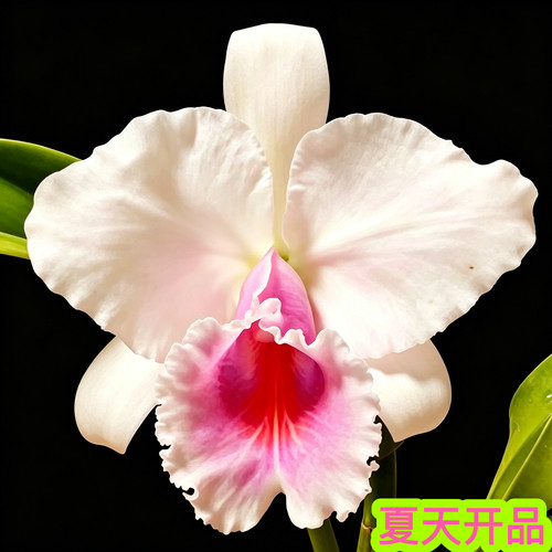 半白巧克力原种卡特兰C. quadricolor semi-alba‘DonaZoraide’