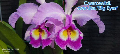 瓦塞维奇卡特兰Cattleya warscewiczii .var.ocuiata“Big Eyes”