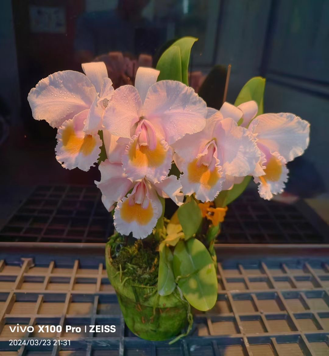 舒罗月光原种卡特兰C.Schroderae. Moonlight x self浓香获奖洋兰,鲜花速递/花卉仿真/绿植园艺,国兰/杂交兰/洋兰类,淘宝优惠券,粉丝福利购,淘宝优惠卷