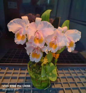 舒罗月光原种卡特兰C.Schroderae. Moonlight x self浓香获奖洋兰