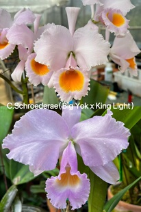 舒罗原种卡特兰  C. schroederae x sib小苗大花浓香洋兰花卉盆栽