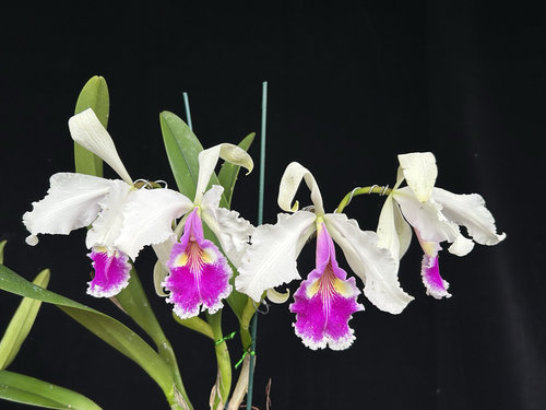 半白瓦塞维奇卡特兰C.warscewiczii semi-alba “Kelly”大花洋兰
