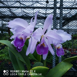 蓝色瓦涅里蕾娜塔卡特兰C.warneri coerulea'Renata Dihel'AM/AOS