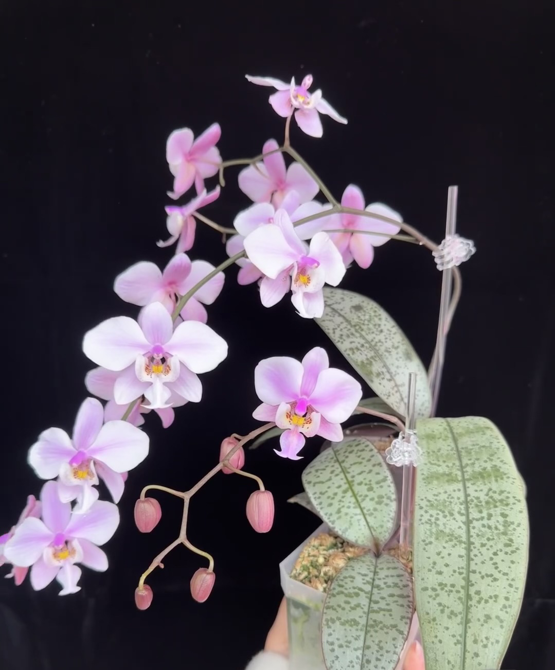 超级银叶西蕾丽蝴蝶兰菲律宾原生种全日香蝴蝶兰欣蕾丽洋兰花卉