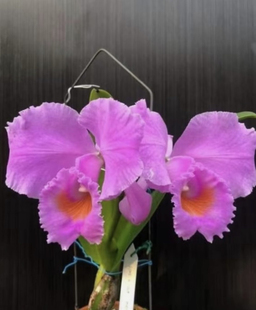 卡特兰舒罗C.schroederae 4N坡爬燕诺言月光同色蓝色舒罗卡特兰