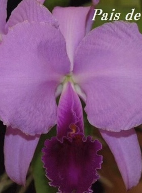 深红特里  卡特兰C.trianae fma escura 'My Sky'红唇大花洋吊兰