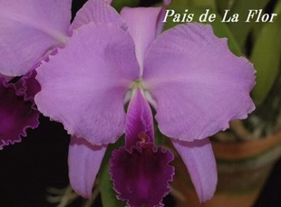 深红特里  卡特兰C.trianae fma escura 'My Sky'红唇大花洋吊兰