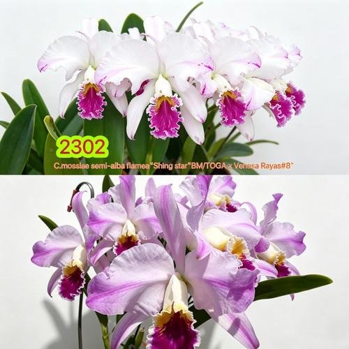 2302半白插角莫西原种卡特兰C.mossiae semi-alba flamea浓香洋兰