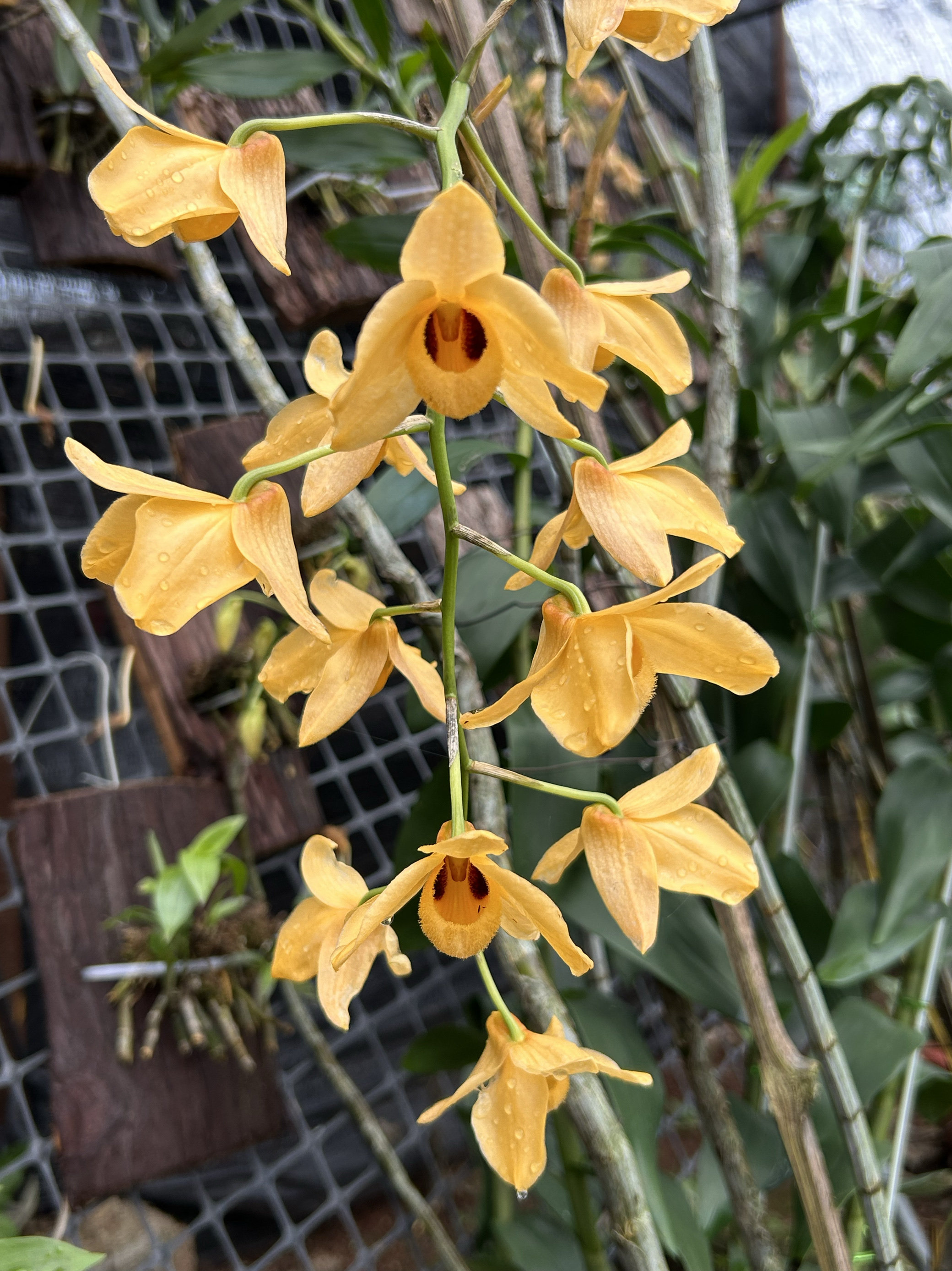 黄杓唇石斛dendrobium moschatum (buch.-ham.)黄勺唇石斛兰洋兰